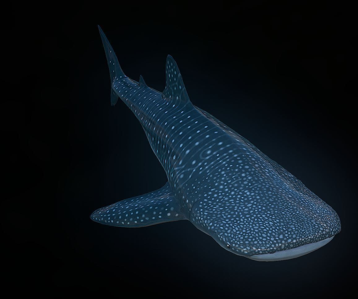 whaleshark whale shark Low-poly 3D model_4