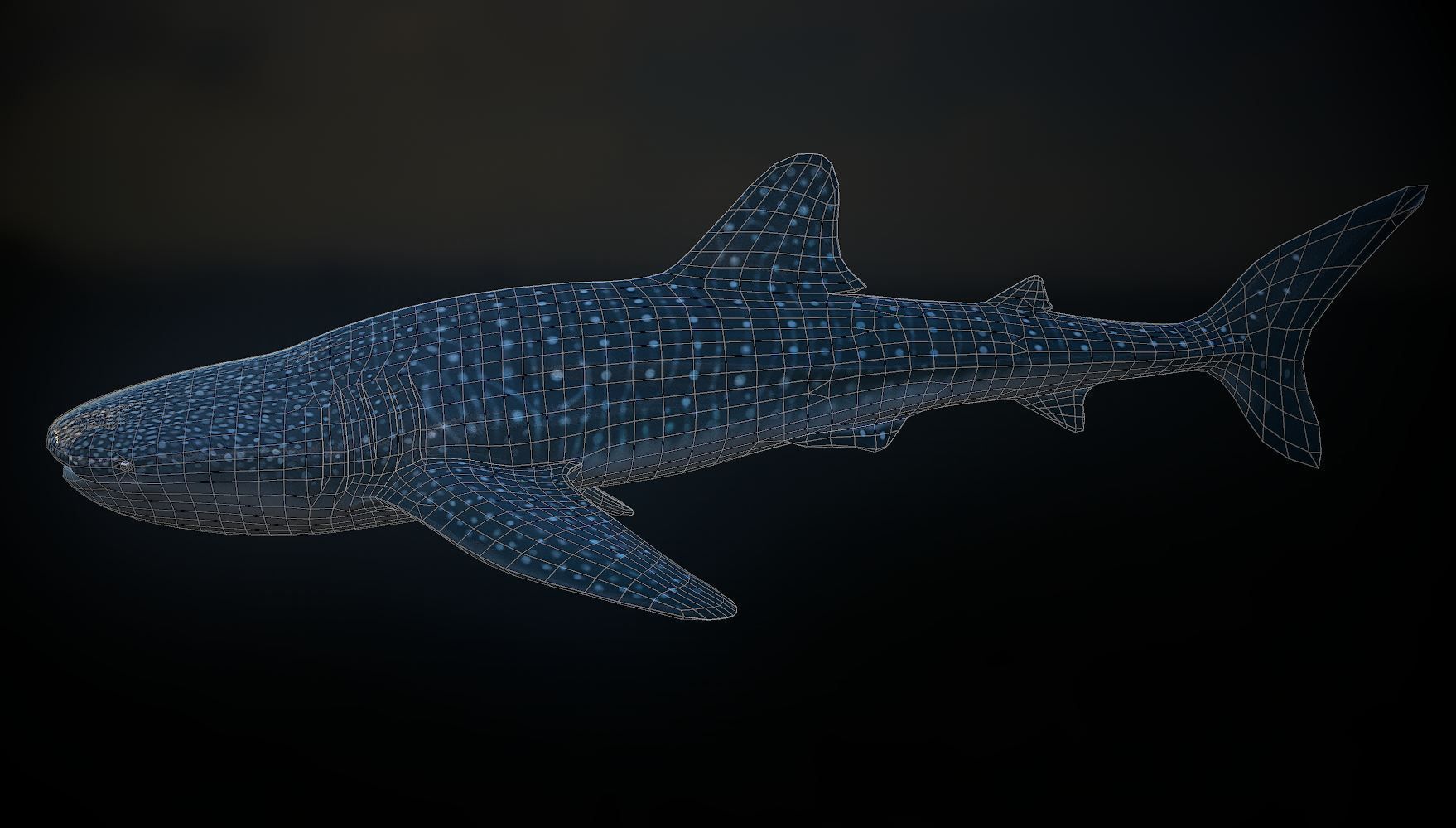 whaleshark whale shark Low-poly 3D model_6