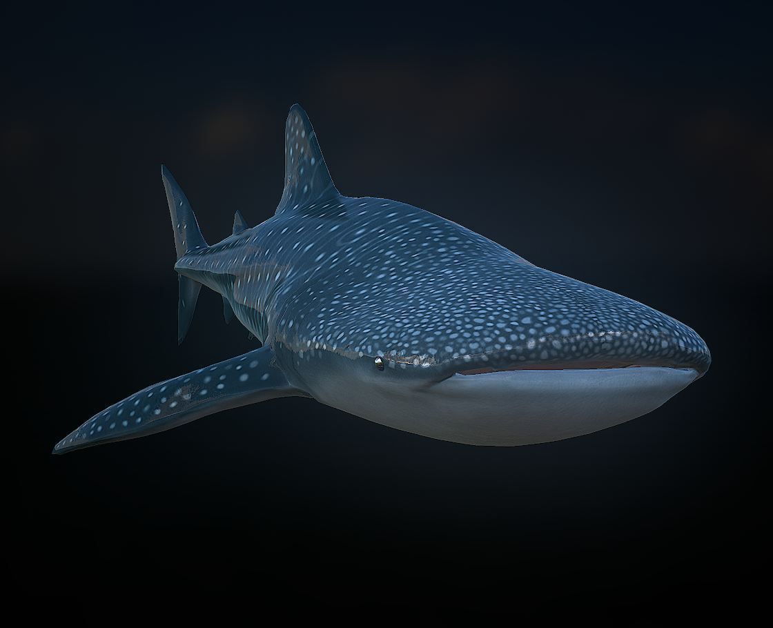 whaleshark whale shark Low-poly 3D model_2
