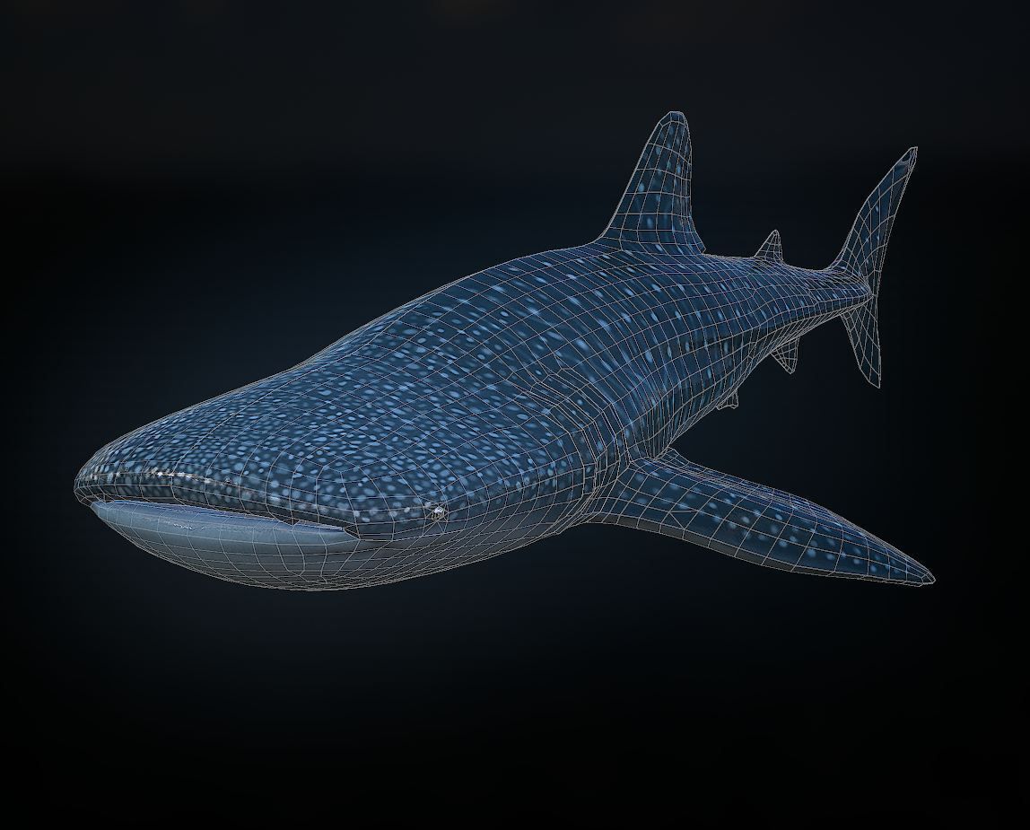whaleshark whale shark Low-poly 3D model_5