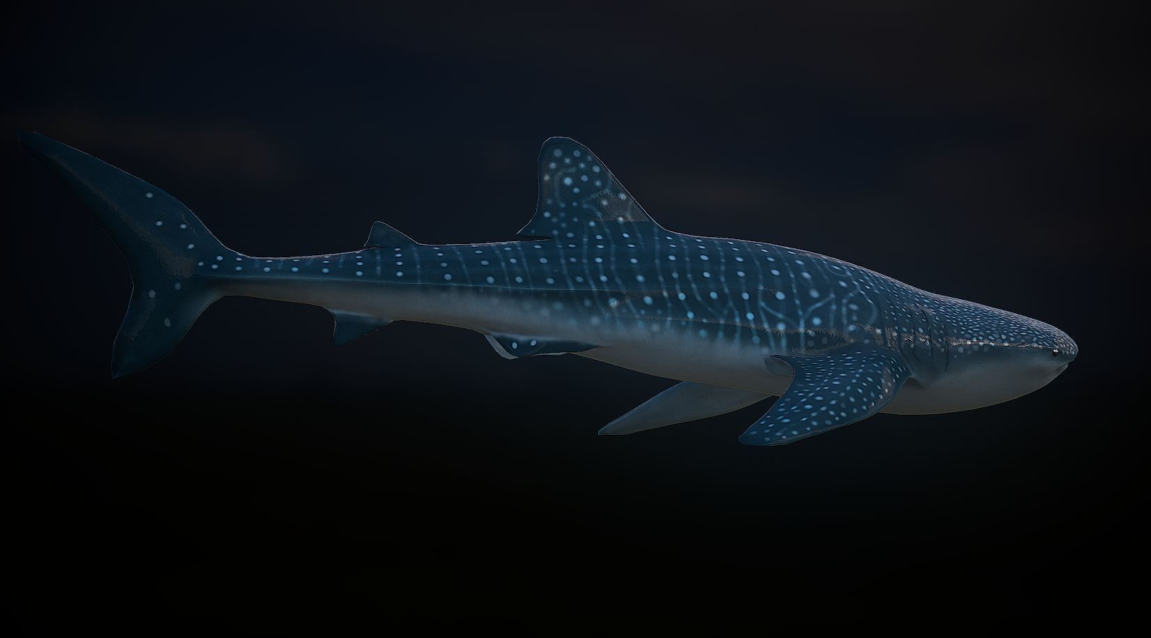 whaleshark whale shark Low-poly 3D model_1