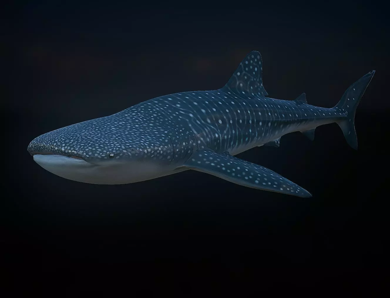 whaleshark whale shark Low-poly 3D model_0