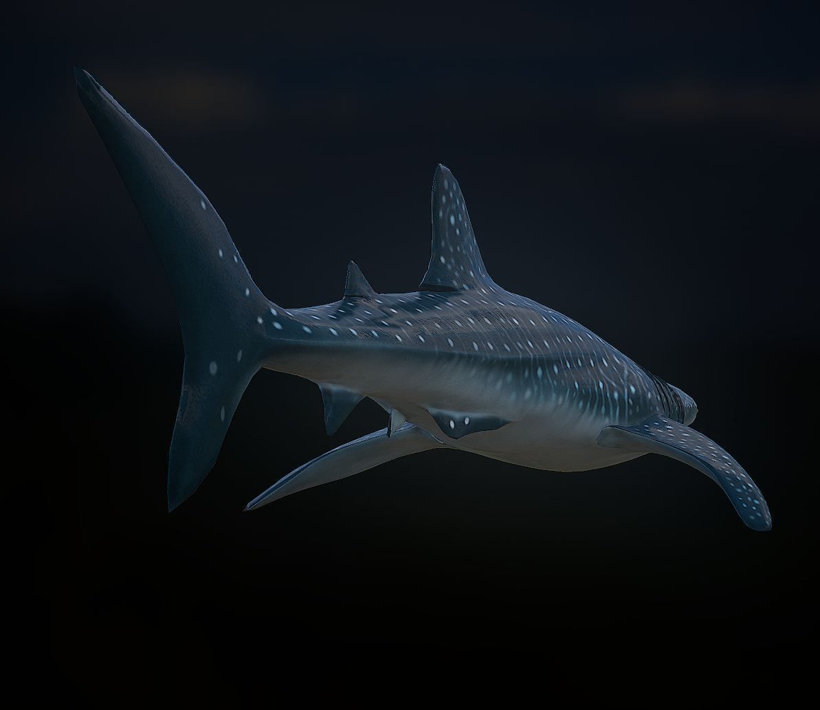 whaleshark whale shark Low-poly 3D model_3
