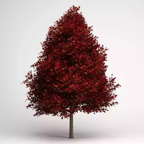 CGAxis Red American Sweetgum 10