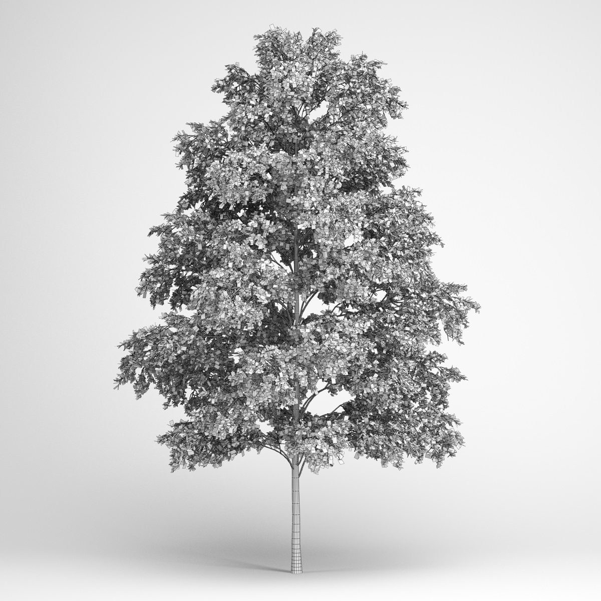 CGAxis European White Birch 19 3D model_1