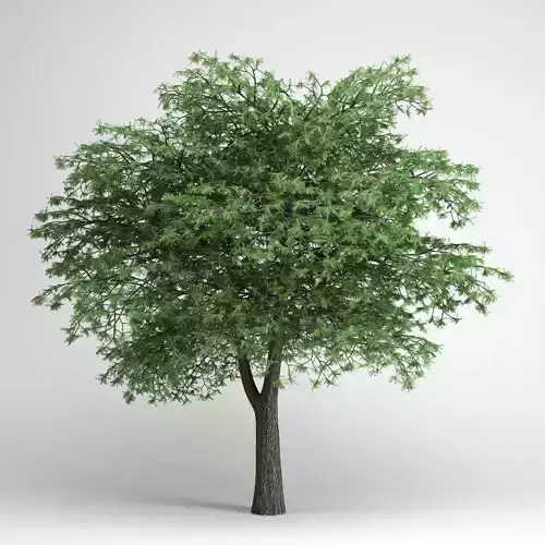 CGAxis Lebanon Cedar 22 3D model