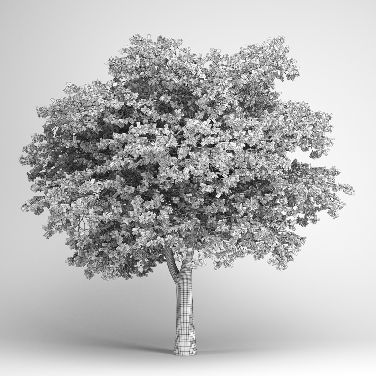 CGAxis Lebanon Cedar 22 3D model_1