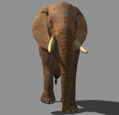 Low poly Savannah pack - 3d model Low-poly 3D model_64