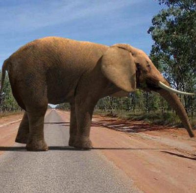 Low poly Savannah pack - 3d model Low-poly 3D model_65