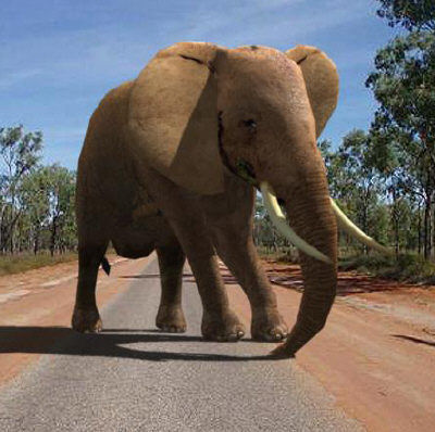 Low poly Savannah pack - 3d model Low-poly 3D model_61