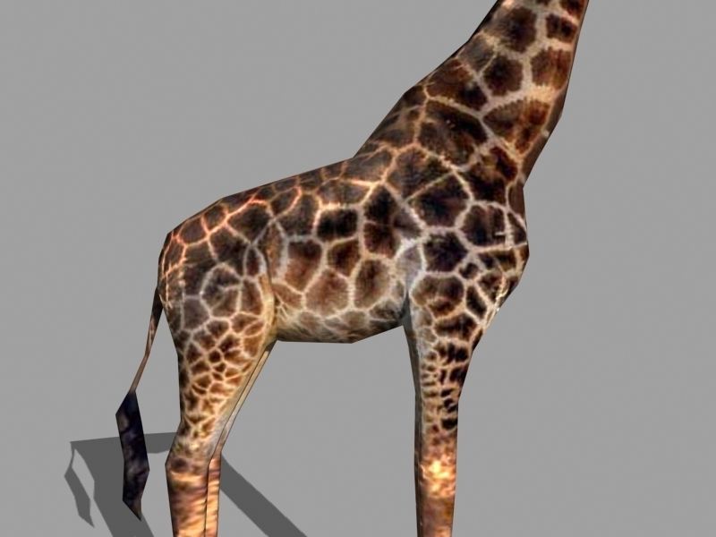 Low poly Savannah pack - 3d model Low-poly 3D model_28