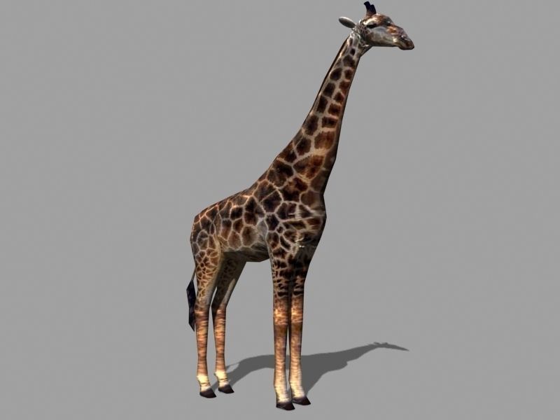 Low poly Savannah pack - 3d model Low-poly 3D model_13