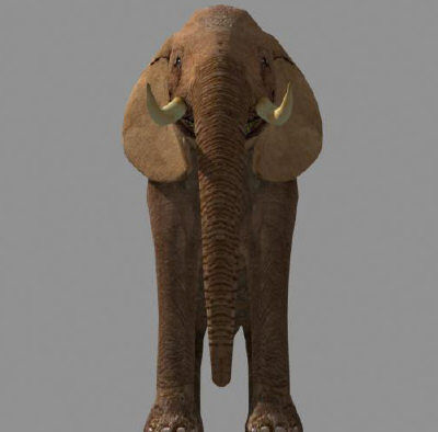 Low poly Savannah pack - 3d model Low-poly 3D model_74