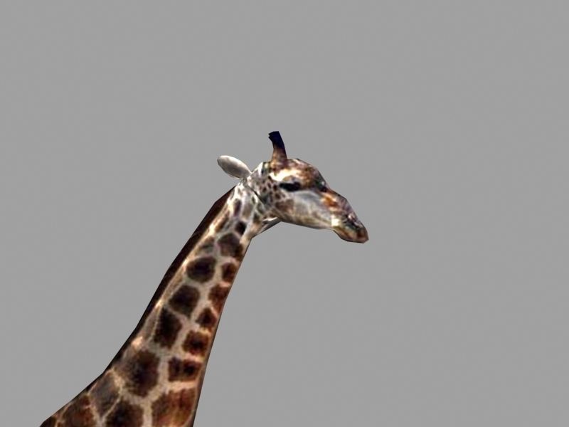 Low poly Savannah pack - 3d model Low-poly 3D model_29