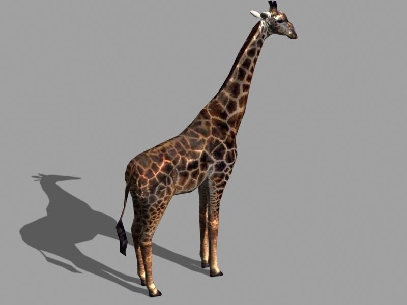 Low poly Savannah pack - 3d model Low-poly 3D model_16