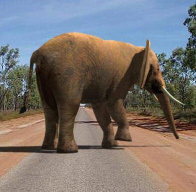 Low poly Savannah pack - 3d model Low-poly 3D model_68