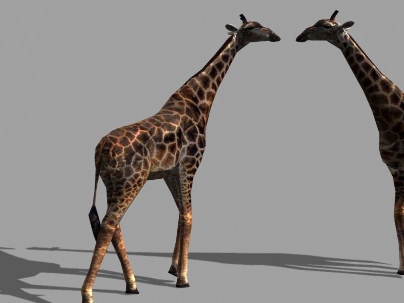 Low poly Savannah pack - 3d model Low-poly 3D model_21