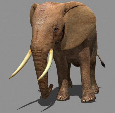 Low poly Savannah pack - 3d model Low-poly 3D model_60