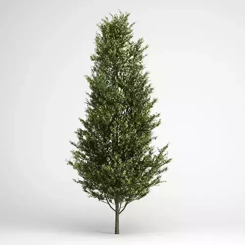 CGAxis Common Aspen 13