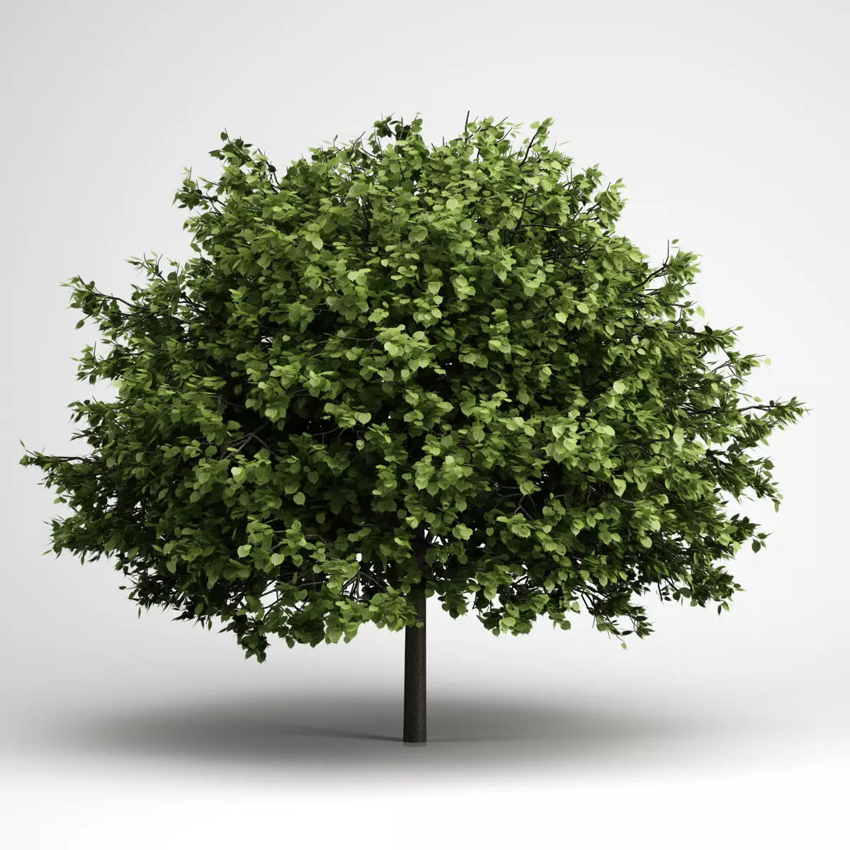 CGAxis Small-Leaved Lime 16 3D model_0