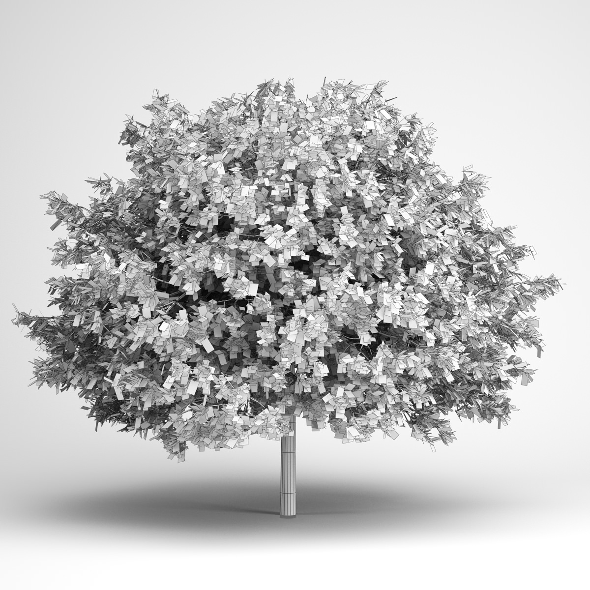 CGAxis Small-Leaved Lime 16 3D model_1