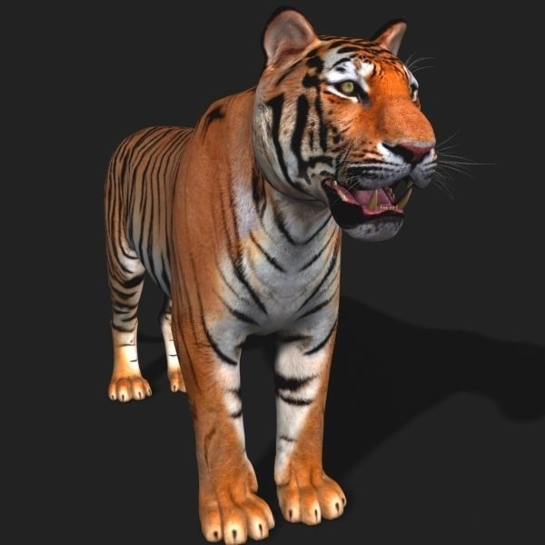 Awesome Tiger - 3d model 3D model_2