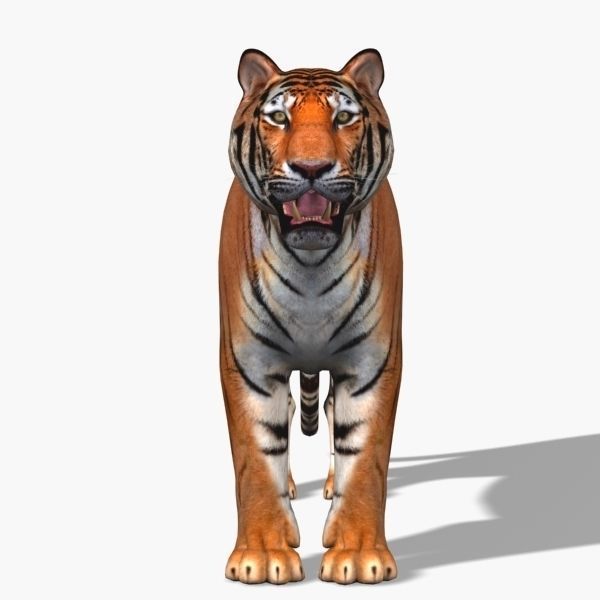 Awesome Tiger - 3d model 3D model_5