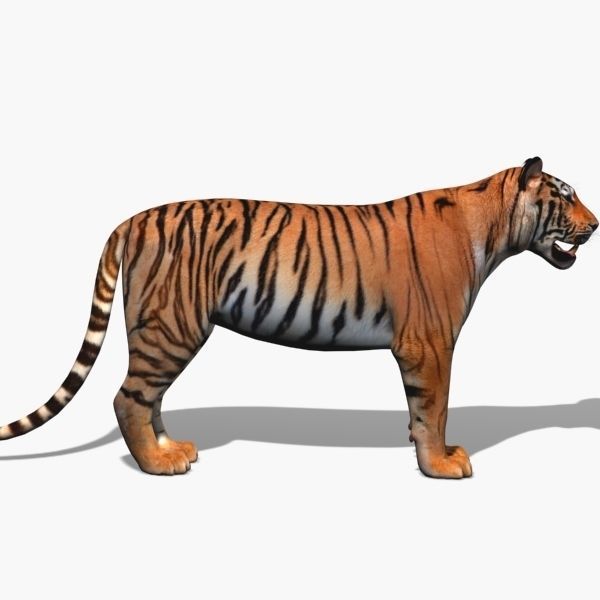 Awesome Tiger - 3d model 3D model_6