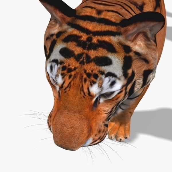Awesome Tiger - 3d model 3D model_17