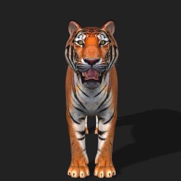 Awesome Tiger - 3d model 3D model_7