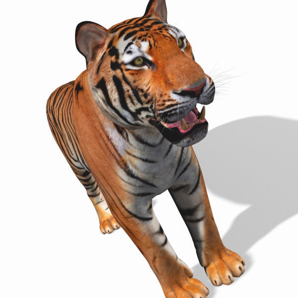 Awesome Tiger - 3d model 3D model_20