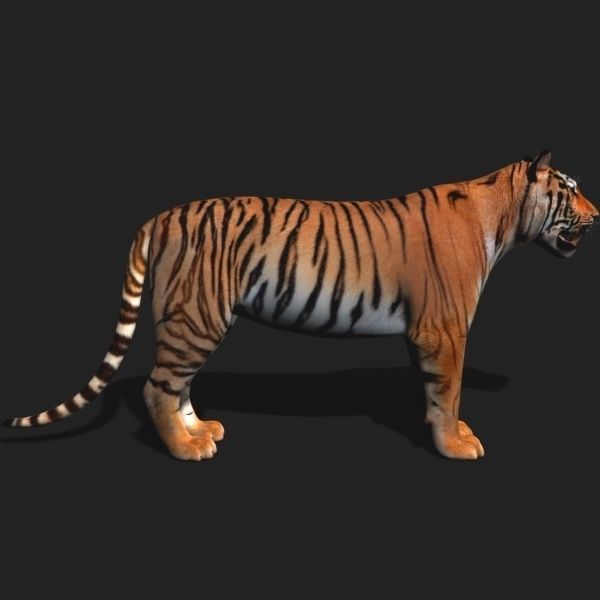 Awesome Tiger - 3d model 3D model_13