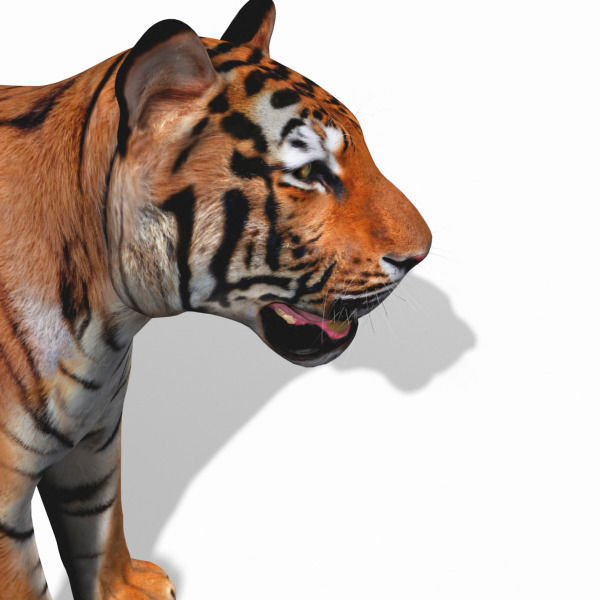 Awesome Tiger - 3d model 3D model_9