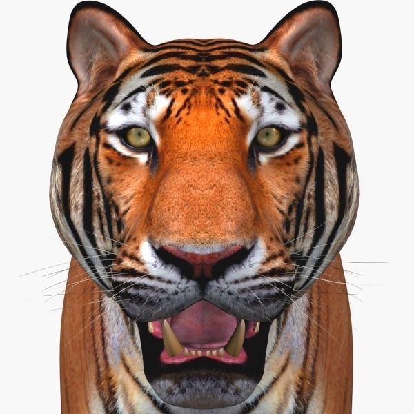 Awesome Tiger - 3d model 3D model_3