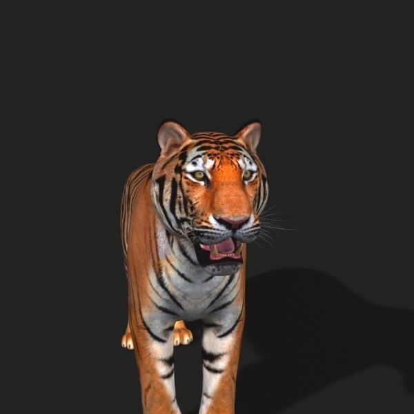 Awesome Tiger - 3d model 3D model_21