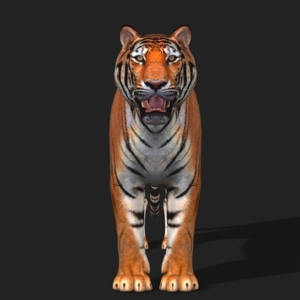 Awesome Tiger - 3d model 3D model_8