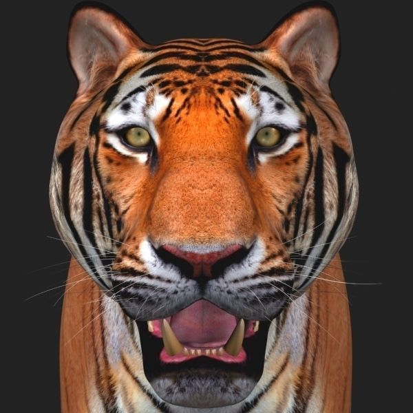 Awesome Tiger - 3d model 3D model_4