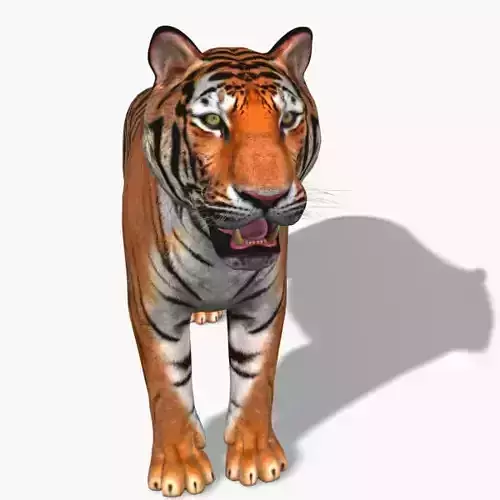 Awesome Tiger - 3d model 3D model