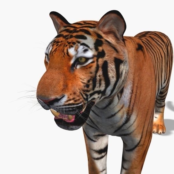 Awesome Tiger - 3d model 3D model_16