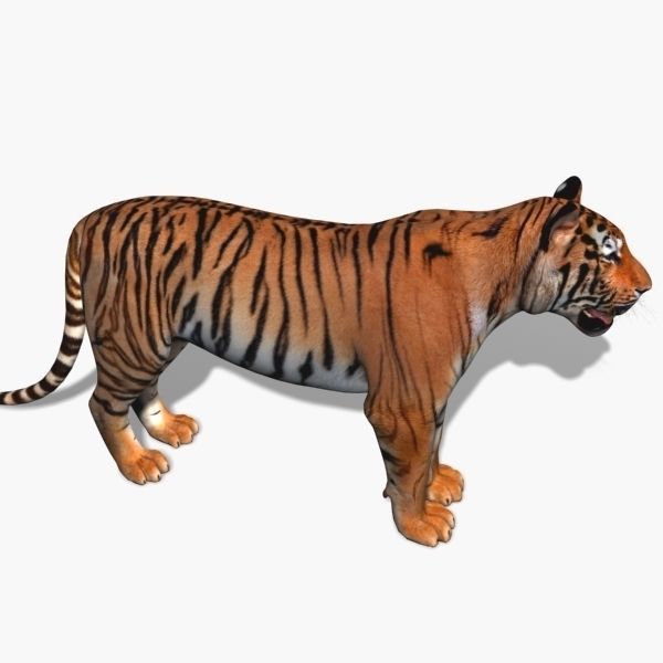 Awesome Tiger - 3d model 3D model_18