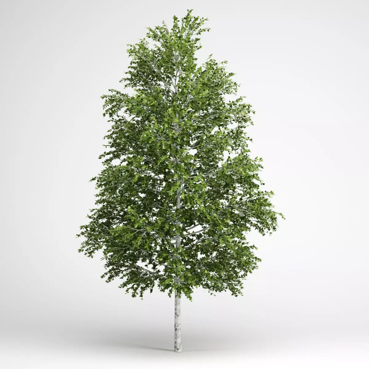 CGAxis European White Birch 18 3D model_0