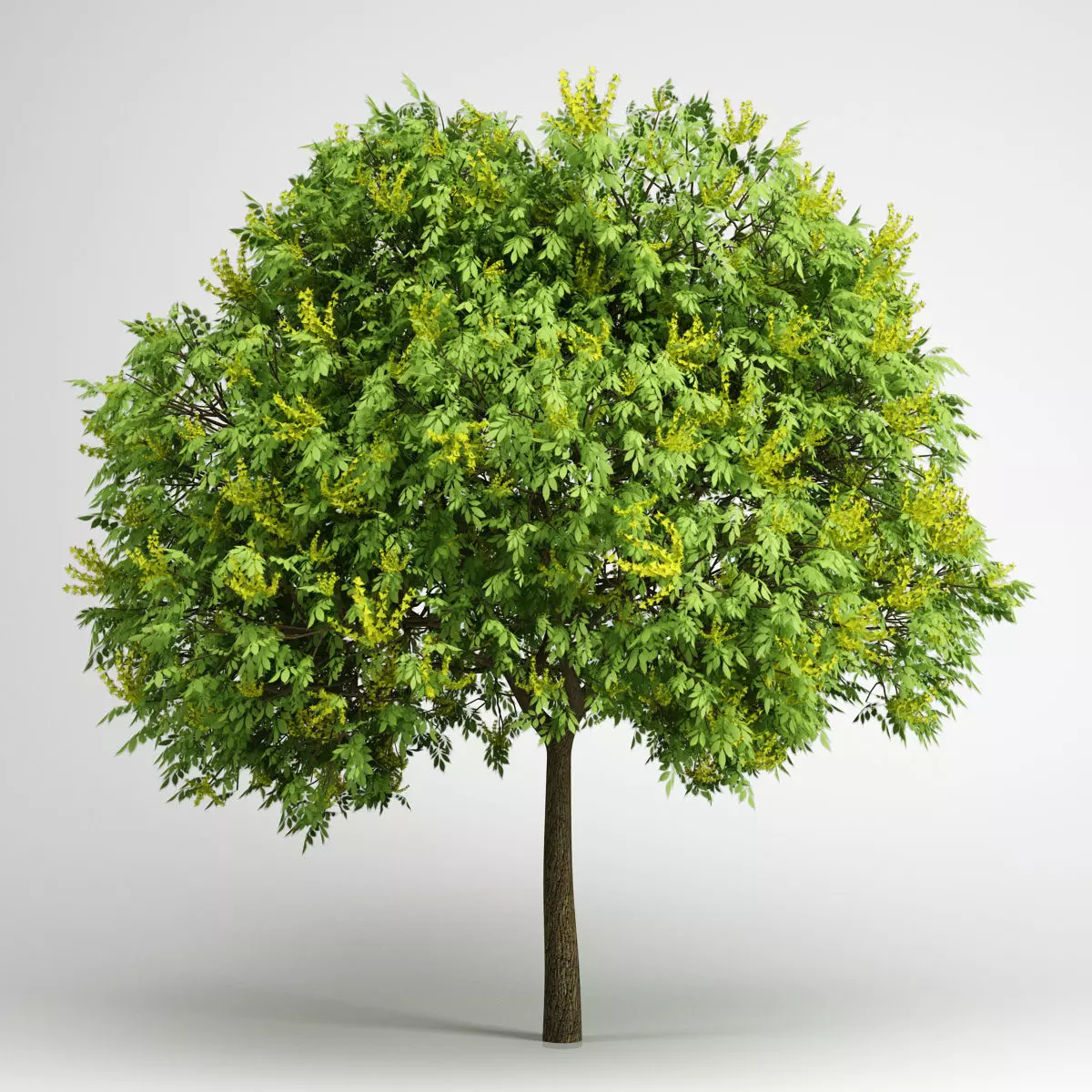 CGAxis Goldenrain Tree 08 3D model_0