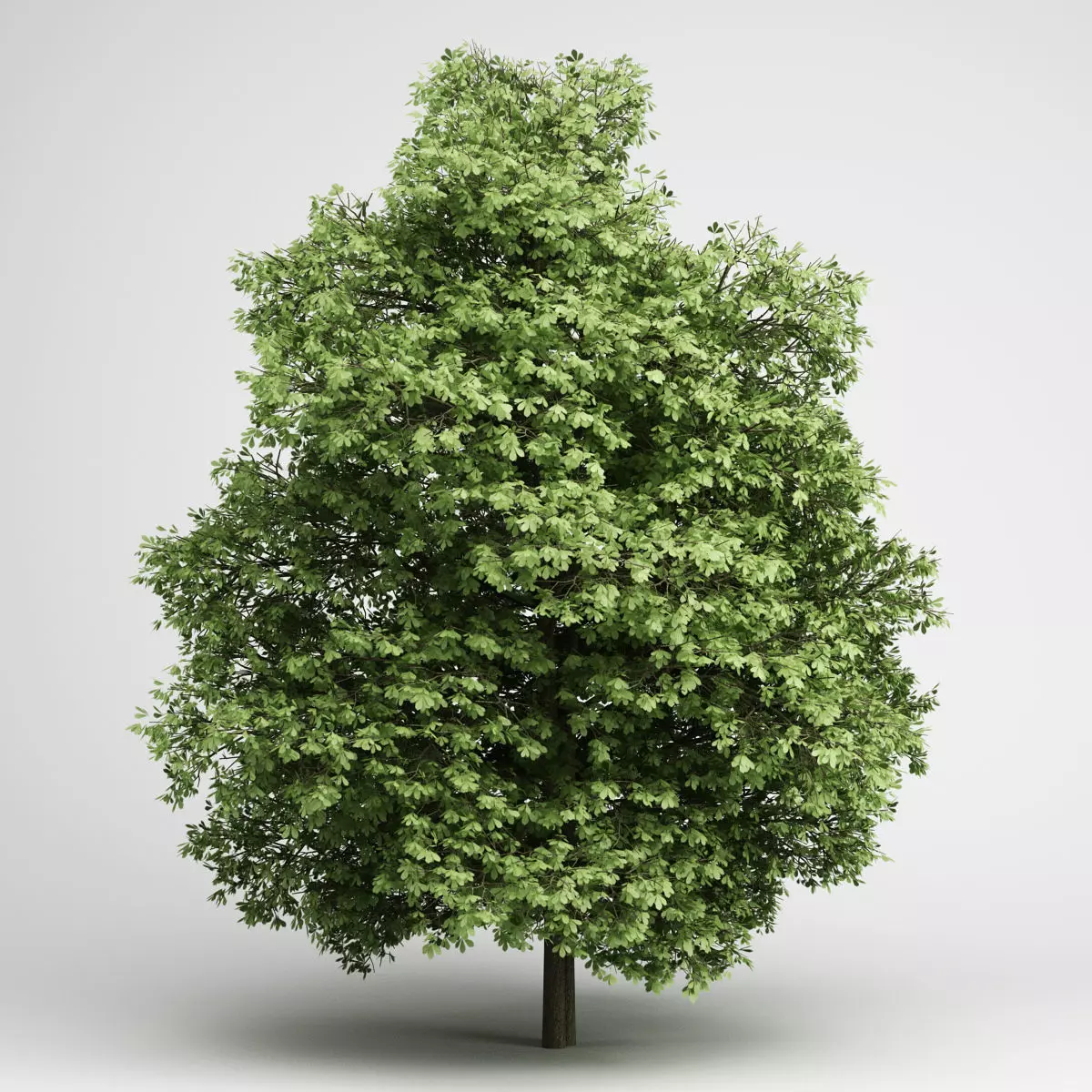 CGAxis Chestnut 20 3D model