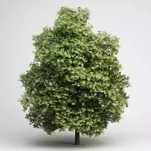 CGAxis Chestnut 20 3D model
