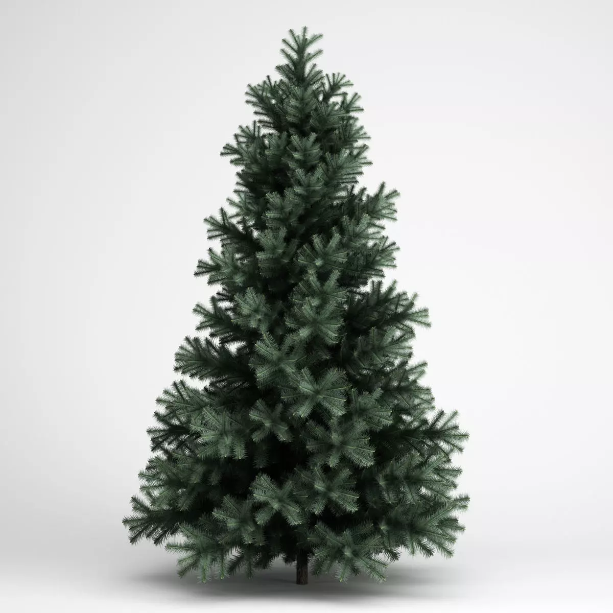 CGAxis Alpine Fir 25 3D model_0