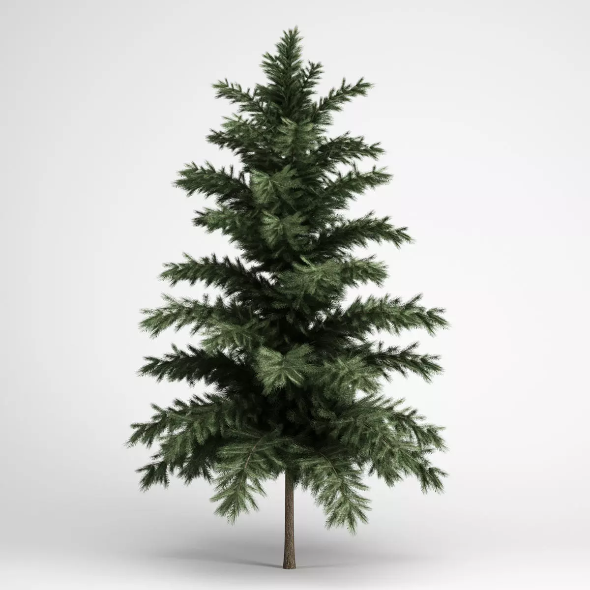 CGAxis Scots Pine 24 3D model_0