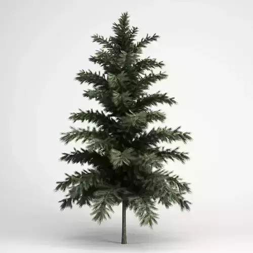 CGAxis Scots Pine 24