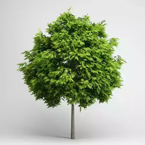 CGAxis European Ash 06