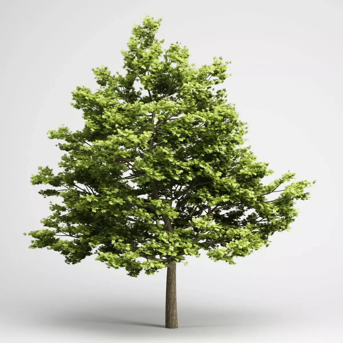 CGAxis Field Maple 01 3D model_0