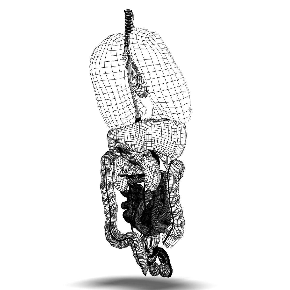 Human Male Internal Organs 3D model_15